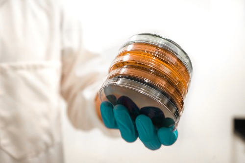 L-Theanine (capsules)